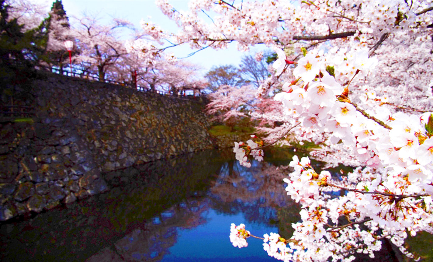 日本全國賞櫻名所、以櫻花為主題的商品等豐富資訊！